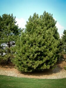 Сосна Чёрная (Pinus Nigra) купить по цене от 270.00р. в интернет-магазине «Посадика» с доставкой почтой в в Павловске и по всей России – [изображение №1].