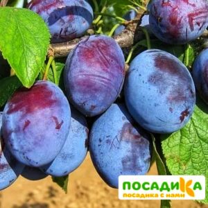 Слива Чачакская ранняя купить по цене от 229.00р. в интернет-магазине «Посадика» с доставкой почтой в в Павловске и по всей России – [изображение №1].