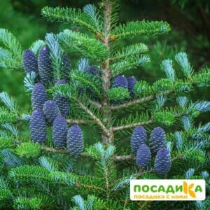 Пихта корейская (Abies koreana) купить по цене от 450.00р. в интернет-магазине «Посадика» с доставкой почтой в в Павловске и по всей России – [изображение №1].