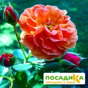 Роза Арабия купить по цене от 350.00р. в интернет-магазине «Посадика» с доставкой почтой в в Павловске и по всей России – [изображение №1].