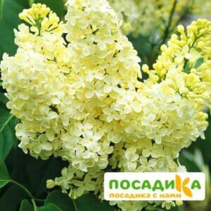 Сирень Примроуз (Primrose) купить по цене от 529.00р. в интернет-магазине «Посадика» с доставкой почтой в в Павловске и по всей России – [изображение №1].