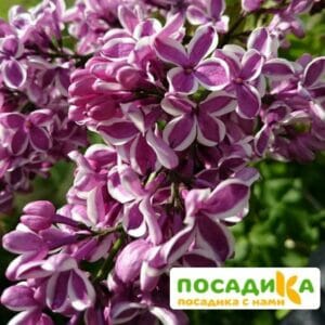 Сирень Сенсация купить по цене от 529.00р. в интернет-магазине «Посадика» с доставкой почтой в в Павловске и по всей России – [изображение №1].