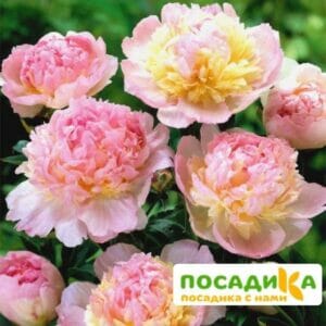 Пион Распберри Сандей (Paeonia Raspberry Sundae) купить по цене от 959р. в интернет-магазине «Посадика» с доставкой почтой в в Павловске и по всей России – [изображение №1].