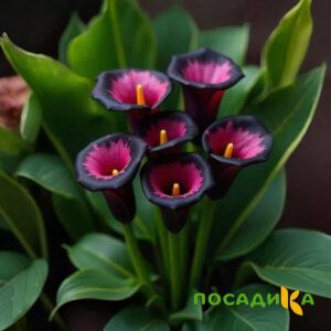 Калла Аура Лейс купить по цене от 400р. в интернет-магазине «Посадика» с доставкой почтой в в Павловске и по всей России – [изображение №1].