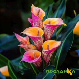 Калла Оникс купить по цене от 450р. в интернет-магазине «Посадика» с доставкой почтой в в Павловске и по всей России – [изображение №1].