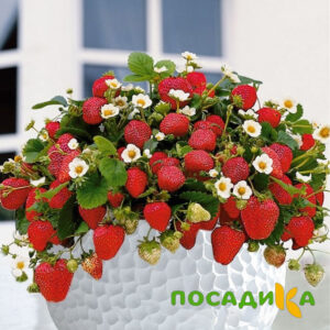 Клубника Рубиновый Шепот (горшечная) купить по цене от 240р. в интернет-магазине «Посадика» с доставкой почтой в в Павловске и по всей России – [изображение №1].