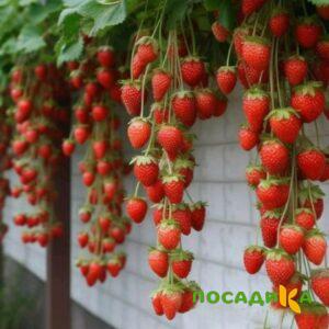 Клубника вьющаяся Комплимент купить по цене от 470р. в интернет-магазине «Посадика» с доставкой почтой в в Павловске и по всей России – [изображение №1].