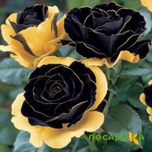 Роза Ханни Сикл купить по цене от 700р. в интернет-магазине «Посадика» с доставкой почтой в в Павловске и по всей России – [изображение №1].