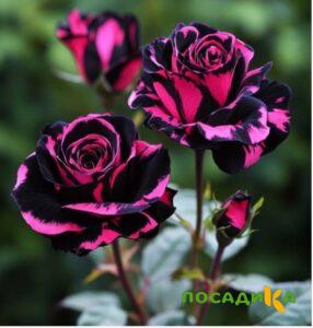 Роза Багровый Шепот купить по цене от 366р. в интернет-магазине «Посадика» с доставкой почтой в в Павловске и по всей России – [изображение №1].