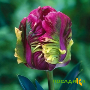 Тюльпан Экзотик Хэвен купить по цене от 186р. в интернет-магазине «Посадика» с доставкой почтой в в Павловске и по всей России – [изображение №1].
