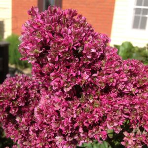 Флокс Филингс купить по цене от 329р. в интернет-магазине «Посадика» с доставкой почтой в в Павловске и по всей России – [изображение №1].