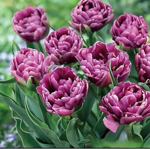 Тюльпан Айс Крим купить по цене от 430р. в интернет-магазине «Посадика» с доставкой почтой в в Павловске и по всей России – [изображение №1].