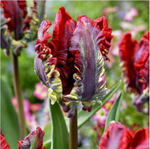 Тюльпан Рококо купить по цене от 350р. в интернет-магазине «Посадика» с доставкой почтой в в Павловске и по всей России – [изображение №1].