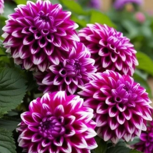 Георгин Кристал Корт купить по цене от 602р. в интернет-магазине «Посадика» с доставкой почтой в в Павловске и по всей России – [изображение №1].