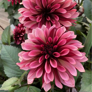 Георгин Перли Сансет купить по цене от 309р. в интернет-магазине «Посадика» с доставкой почтой в в Павловске и по всей России – [изображение №1].