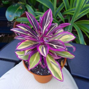 Хоста Сильвер Стик купить по цене от 650р. в интернет-магазине «Посадика» с доставкой почтой в в Павловске и по всей России – [изображение №1].