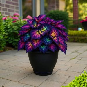 Хоста Фрости Блю купить по цене от 389р. в интернет-магазине «Посадика» с доставкой почтой в в Павловске и по всей России – [изображение №1].