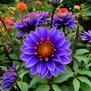 Георгин Лазурит купить по цене от 799р. в интернет-магазине «Посадика» с доставкой почтой в в Павловске и по всей России – [изображение №1].