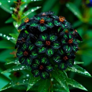 Флокс Ривьера купить по цене от 299р. в интернет-магазине «Посадика» с доставкой почтой в в Павловске и по всей России – [изображение №1].