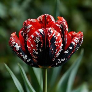 Тюльпан Вельвет Файер купить по цене от 394р. в интернет-магазине «Посадика» с доставкой почтой в в Павловске и по всей России – [изображение №1].