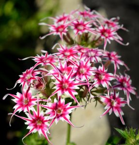 Флокс Метельчатый Путь купить по цене от 456р. в интернет-магазине «Посадика» с доставкой почтой в в Павловске и по всей России – [изображение №1].