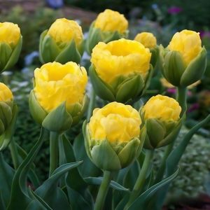 Тюльпан махровый Ванила Коп купить по цене от 159р. в интернет-магазине «Посадика» с доставкой почтой в в Павловске и по всей России – [изображение №1].