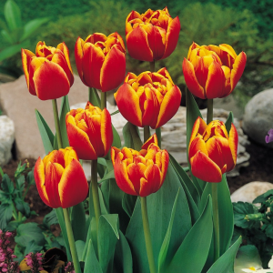 Тюльпан Блэк Фаер купить по цене от 275р. в интернет-магазине «Посадика» с доставкой почтой в в Павловске и по всей России – [изображение №1].