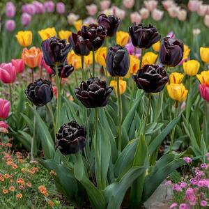 Тюльпан махровый Рейдинс Дарк купить по цене от 230р. в интернет-магазине «Посадика» с доставкой почтой в в Павловске и по всей России – [изображение №1].