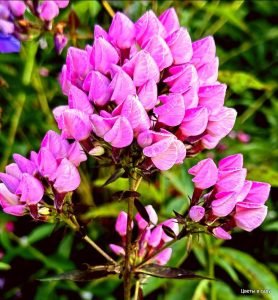 Флокс Бутоник купить по цене от 461р. в интернет-магазине «Посадика» с доставкой почтой в в Павловске и по всей России – [изображение №1].