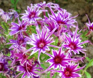 Флокс Звездное Кружево купить по цене от 361р. в интернет-магазине «Посадика» с доставкой почтой в в Павловске и по всей России – [изображение №1].