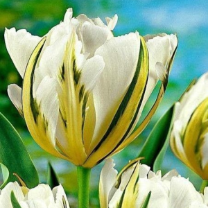 Тюльпан Экзотик Пуруссима купить по цене от 305р. в интернет-магазине «Посадика» с доставкой почтой в в Павловске и по всей России – [изображение №1].