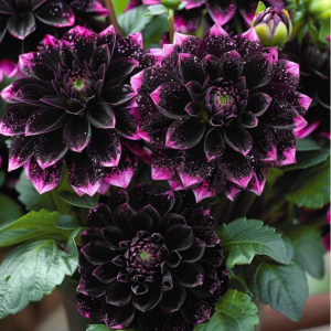 Георгин Лаванда Лейс купить по цене от 679р. в интернет-магазине «Посадика» с доставкой почтой в в Павловске и по всей России – [изображение №1].