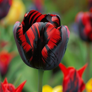 Тюльпан Блэк Перрот купить по цене от 351р. в интернет-магазине «Посадика» с доставкой почтой в в Павловске и по всей России – [изображение №1].