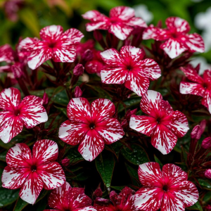 Флокс Ливер Гриммер купить по цене от 590р. в интернет-магазине «Посадика» с доставкой почтой в в Павловске и по всей России – [изображение №1].