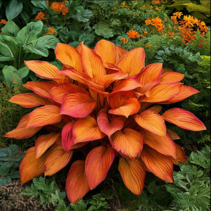 Хоста Солнечный Нектар купить по цене от 605р. в интернет-магазине «Посадика» с доставкой почтой в в Павловске и по всей России – [изображение №1].